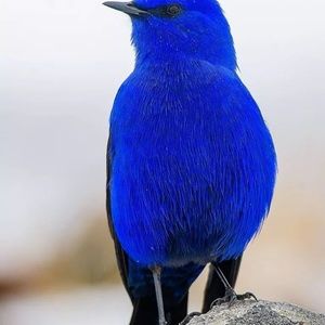 Meet your Posher, Pat